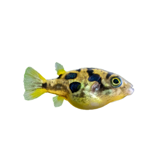 Imagem do peixe Baiacu Amazônico